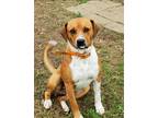 Adopt Hudson a White - with Red, Golden, Orange or Chestnut Boxer / Mixed Breed