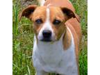 Adopt Gilmore a Beagle / Mixed Breed (Medium) / Mixed dog in Quinlan