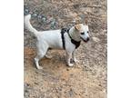 Adopt JJ a Tan/Yellow/Fawn Corgi / Mixed dog in Albemarle, NC (32682300)