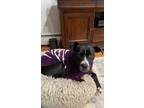 Adopt Shelly a Pit Bull Terrier, Pointer