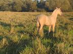 Spanish Andalusian Palomino 5 months for sale