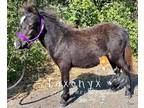 Miniature Horse Foal Black Colt in Therapy Horse Training