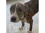 Daisy Pit Bull Terrier Puppy Female