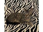 Bombay Domestic Shorthair Kitten Male