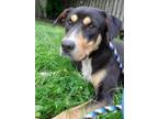 Chance Rottweiler Adult Male
