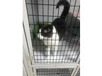 Adopt Moe a Black & White or Tuxedo Domestic Shorthair (short coat) cat in Byron