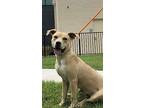 Hashbrown Black Mouth Cur Young Male