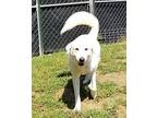 Opal Great Pyrenees Young Female