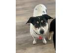 Rocco Jack Russell Terrier Adult Male