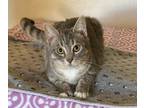 Adopt Ziva a Gray, Blue or Silver Tabby American Shorthair (short coat) cat in