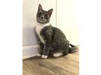 Adopt Jackie a Gray, Blue or Silver Tabby American Shorthair (short coat) cat in