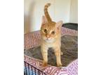 Adopt Lenny a Tan or Fawn American Shorthair (short coat) cat in Burgaw