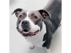 Adopt Nova Grace a American Staffordshire Terrier / Mixed Breed (Medium) / Mixed