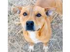 Adopt Cayla a American Staffordshire Terrier / Mixed Breed (Medium) / Mixed dog