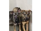 Adopt FITZ and ZELDA a Black - with Tan, Yellow or Fawn German Shepherd Dog /