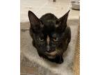 Adopt Olivia a Black (Mostly) Domestic Shorthair / Mixed cat in Newnan