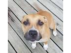 Adopt MOLLY a Smooth Collie, American Staffordshire Terrier