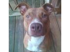 Adopt ROCKIE a American Staffordshire Terrier, Mixed Breed
