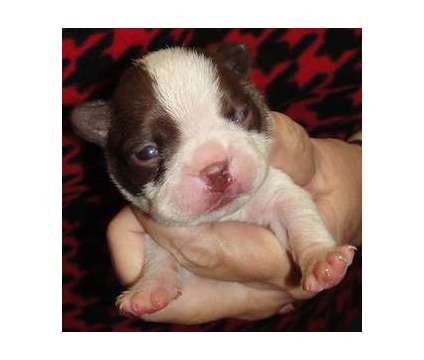 Boston Terrier puppy is a Female Boston Terrier Puppy For Sale in Chanute KS