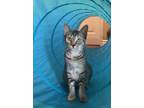 Adopt Delilah a Tiger, Oriental Tabby