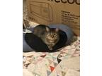 Adopt Shelley a Gray, Blue or Silver Tabby Domestic Shorthair (short coat) cat