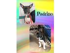 Adopt Padrino a Black - with White Jack Russell Terrier / Mixed dog in Buffalo