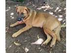 Adopt Zeke a Basset Hound, German Shepherd Dog