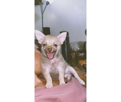 Chihuahua Pomeranian Puppy is a Male Chihuahua, Pomeranian Puppy For Sale in Honolulu HI