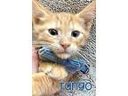 Tango Domestic Shorthair Kitten Male