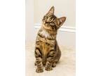 Adopt Kit Kat a American Shorthair
