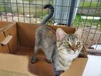 Adopt MAGGIE a Brown Tabby Domestic Shorthair / Mixed (short coat) cat in