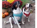 Adopt Buddy & Lucy a Tricolor (Tan/Brown & Black & White) Beagle / Hound