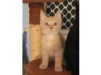 Adopt Sweet Pea a Tan or Fawn Tabby Domestic Shorthair (short coat) cat in