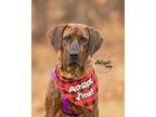 Adopt COOPER a Brindle Plott Hound / Mixed dog in Methuen, MA (32714998)
