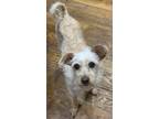 Adopt MINNIE a Tan/Yellow/Fawn Border Terrier / Cairn Terrier / Mixed dog in