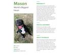 Adopt Mason a American Staffordshire Terrier