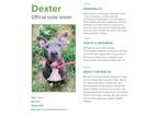 Adopt Dexter a American Staffordshire Terrier