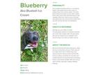Adopt Blueberry a American Staffordshire Terrier