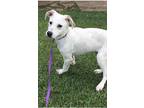 Adopt TOBY s a White - with Tan, Yellow or Fawn Jack Russell Terrier / Fox