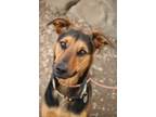 Adopt Oso Jr a Black - with Tan, Yellow or Fawn German Shepherd Dog / Rottweiler