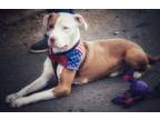 Adopt Rudy a American Staffordshire Terrier