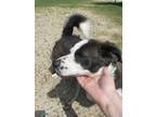 Adopt Yogi a Black - with White Corgi / Mixed dog in Gainesville, GA (32738161)
