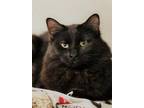 Adopt Blabby a All Black Domestic Longhair / Domestic Shorthair / Mixed cat in