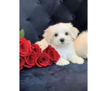 Maltese puppies is a Male Maltese Puppy For Sale in Charlotte NC