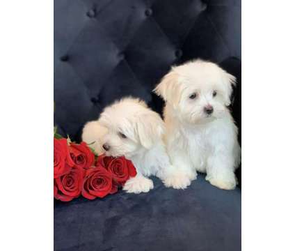 Maltese puppies is a Male Maltese Puppy For Sale in Charlotte NC