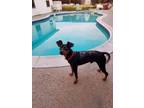 Adopt Dax a Black Manchester Terrier / Miniature Pinscher dog in Calimesa