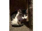 Adopt Messy a Brown Tabby Domestic Shorthair (short coat) cat in Chiefland