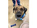 Adopt Cloie a Brindle - with White Basset Hound / Mixed dog in Painesville