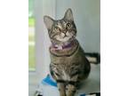 Adopt Cassie a Gray, Blue or Silver Tabby Domestic Shorthair (short coat) cat in