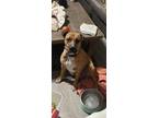 Adopt Bentley a Black Mouth Cur, Chinook